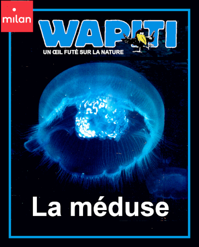 Couverture du documentaire: La méduse