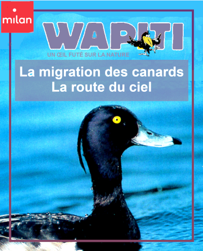 7 ans couverture du documentaire collection Wapiti: La migration des canards, la route du ciel