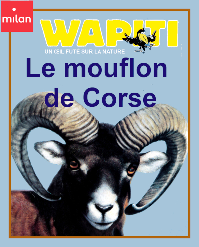 7 ans couverture du documentaire collection Wapiti: Le mouflon de Corse