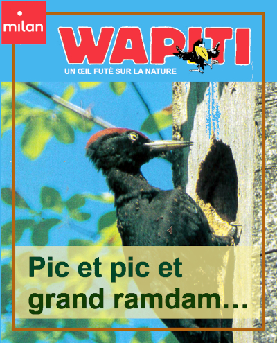 Couverture du documentaire "Le pic-vert, pic et pic et ramdam" dans la collection Wapiti