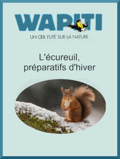 Couverture du documentaire "L'cureuil, prparatifs d'hiver" dans la collection Wapiti