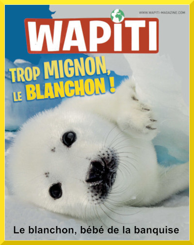 Couverture du documentaire "Le blanchon, bb phoque"